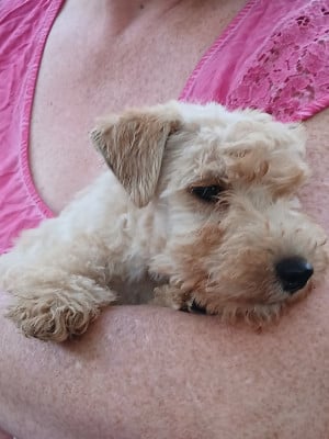 Les chiots de Lakeland Terrier