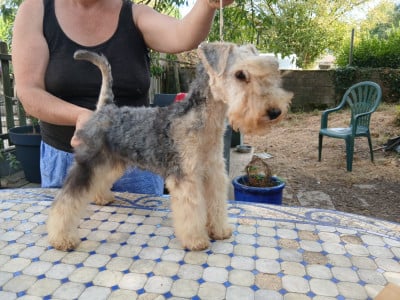 Les chiots de Lakeland Terrier