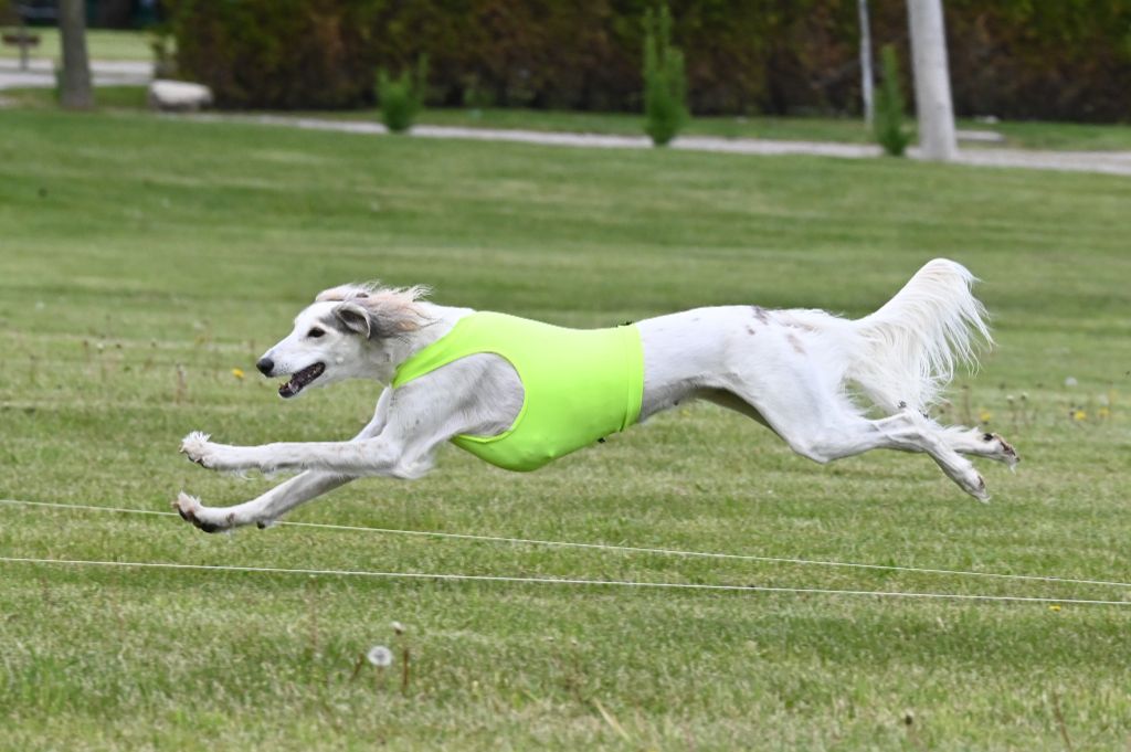 CH. Phaeema bint sahab Al Assli - Saluki open 1st and BOB
