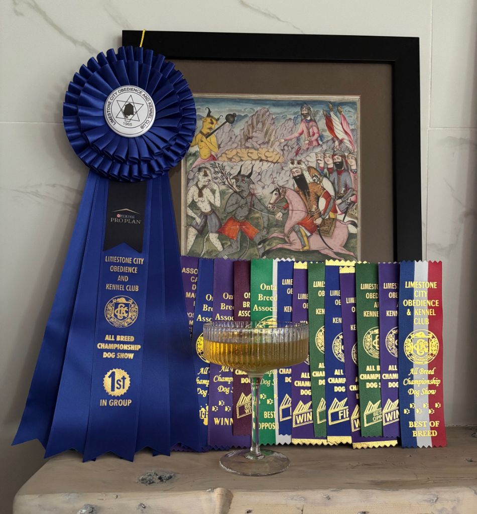 CH. Phaeema bint sahab Al Assli - 1st WB - BOB - BOG - Major (5pts)