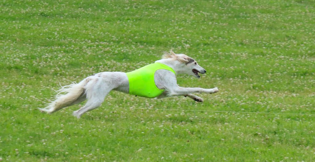 CH. Phaeema bint sahab Al Assli - non classée - Singles