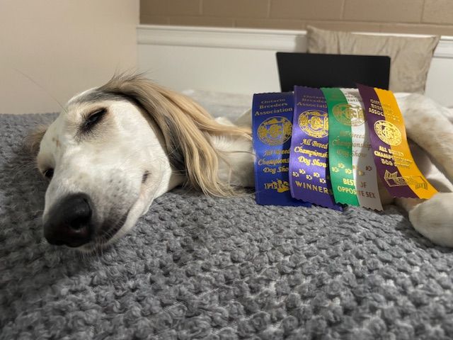 CH. Phaeema bint sahab Al Assli - 1st WB - Best of Winners - BOS (Major)