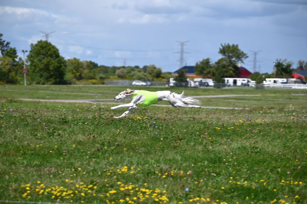 CH. Phaeema bint sahab Al Assli - BOB - Best in Field