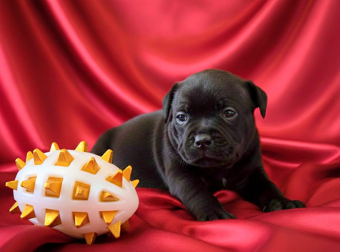 CHIOT 5 - Staffordshire Bull Terrier