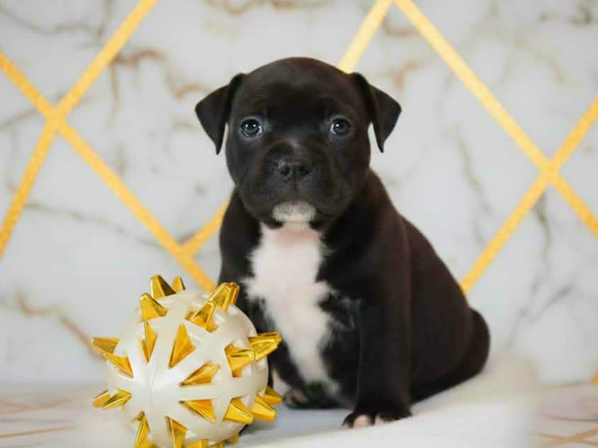 CHIOT 6 - Staffordshire Bull Terrier