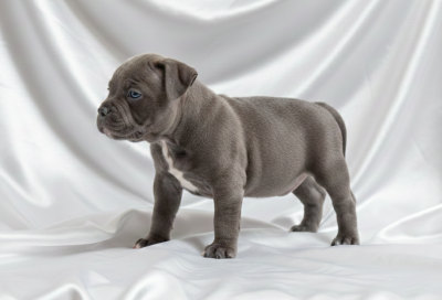 Les chiots de Staffordshire Bull Terrier