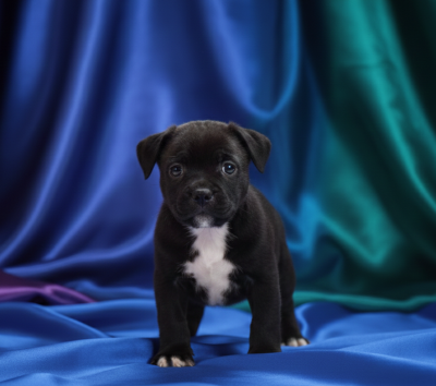 Les chiots de Staffordshire Bull Terrier