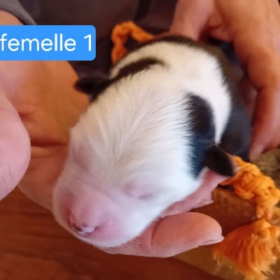 Les chiots de Berger Américain Miniature