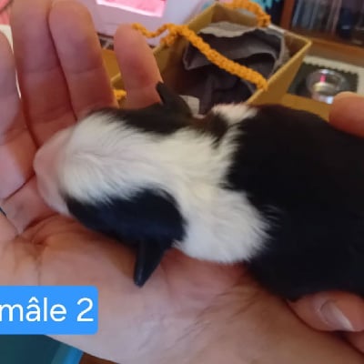 Les chiots de Berger Américain Miniature