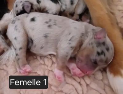 Les chiots de Berger Américain Miniature 