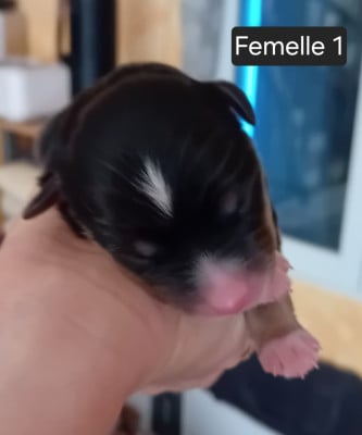 Les chiots de Berger Américain Miniature 