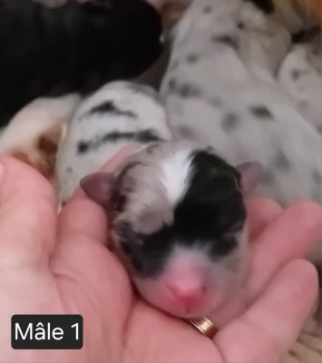 Les chiots de Berger Américain Miniature 