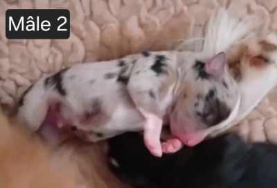 Les chiots de Berger Américain Miniature 
