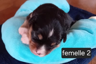 Chiot N°2 - Berger Américain Miniature 