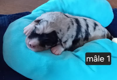 Chiot N°3 - Berger Américain Miniature 