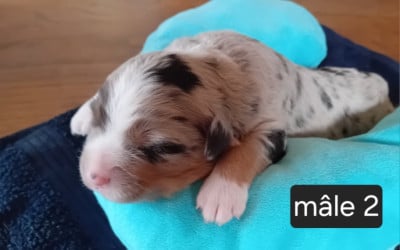 Chiot N°4 - Berger Américain Miniature 