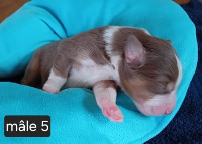 Les chiots de Berger Américain Miniature 