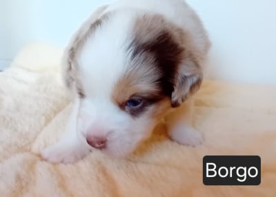 Les chiots de Berger Américain Miniature 