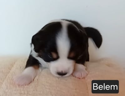 Les chiots de Berger Américain Miniature 