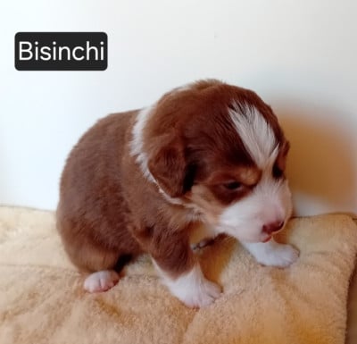 Les chiots de Berger Américain Miniature 