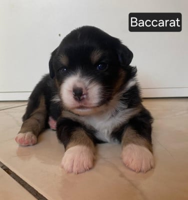Les chiots de Berger Américain Miniature 