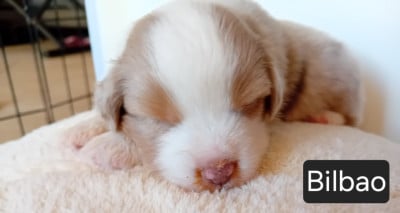 Les chiots de Berger Américain Miniature 