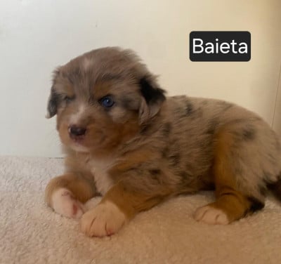 Les chiots de Berger Américain Miniature 
