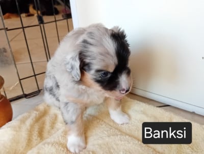 Les chiots de Berger Américain Miniature 
