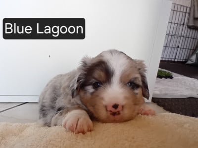 Les chiots de Berger Américain Miniature 
