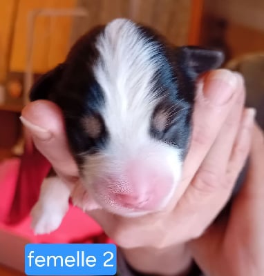 Les chiots de Berger Américain Miniature