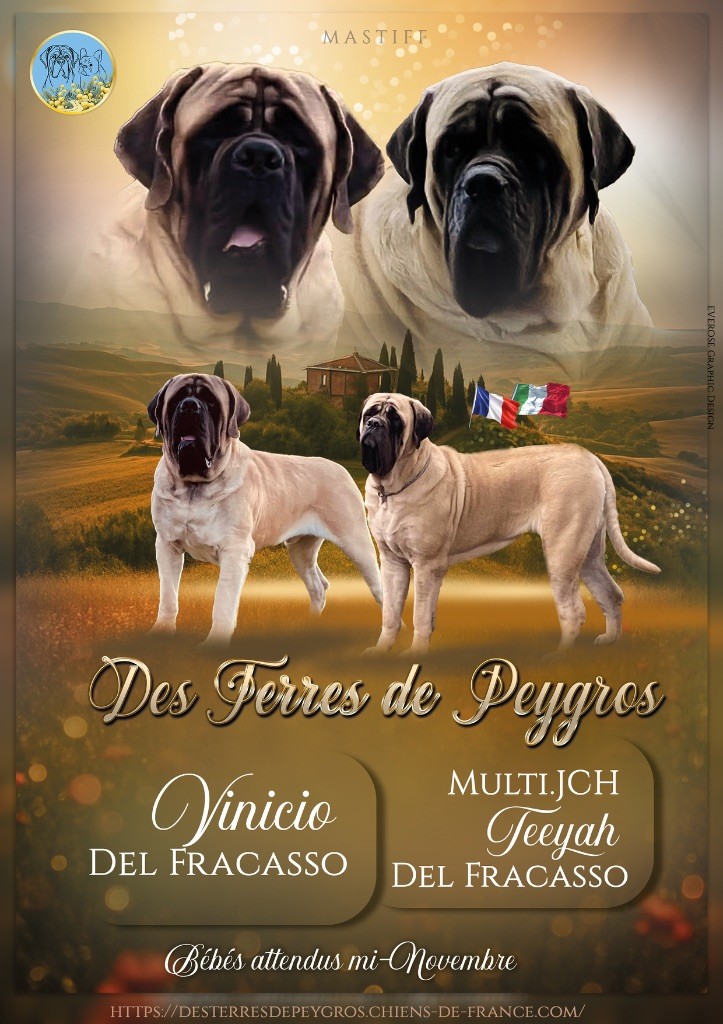 Mastiff - Des Terres De Peygros