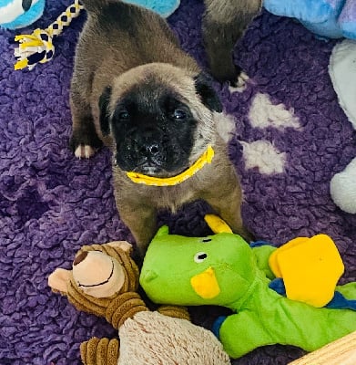 Les chiots de Mastiff