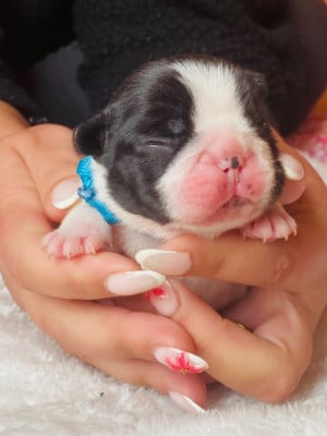Les chiots de Bouledogue français