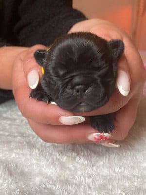 Les chiots de Bouledogue français