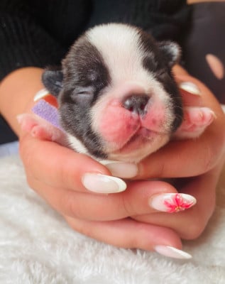 Les chiots de Bouledogue français