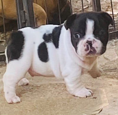 Les chiots de Bouledogue français