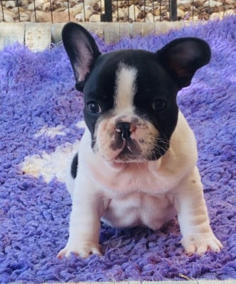 Les chiots de Bouledogue français