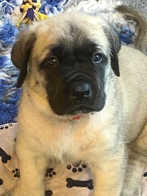 Les chiots de Mastiff