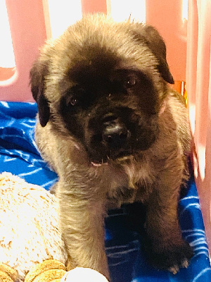 Les chiots de Mastiff