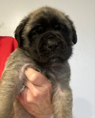 Les chiots de Mastiff