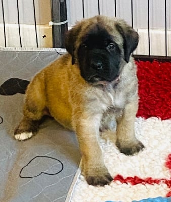 Les chiots de Mastiff