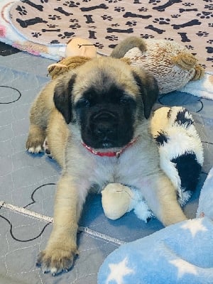 Les chiots de Mastiff