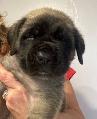 Les chiots de Mastiff