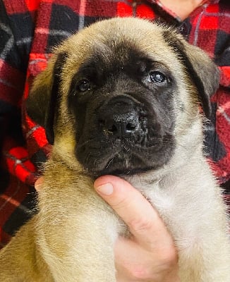 Les chiots de Mastiff