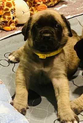 Les chiots de Mastiff