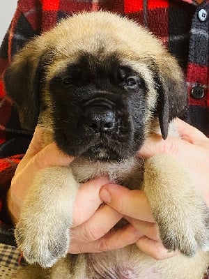 Les chiots de Mastiff