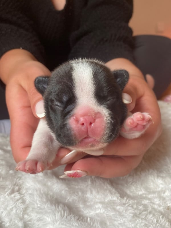 Bouledogue français - Des Terres De Peygros
