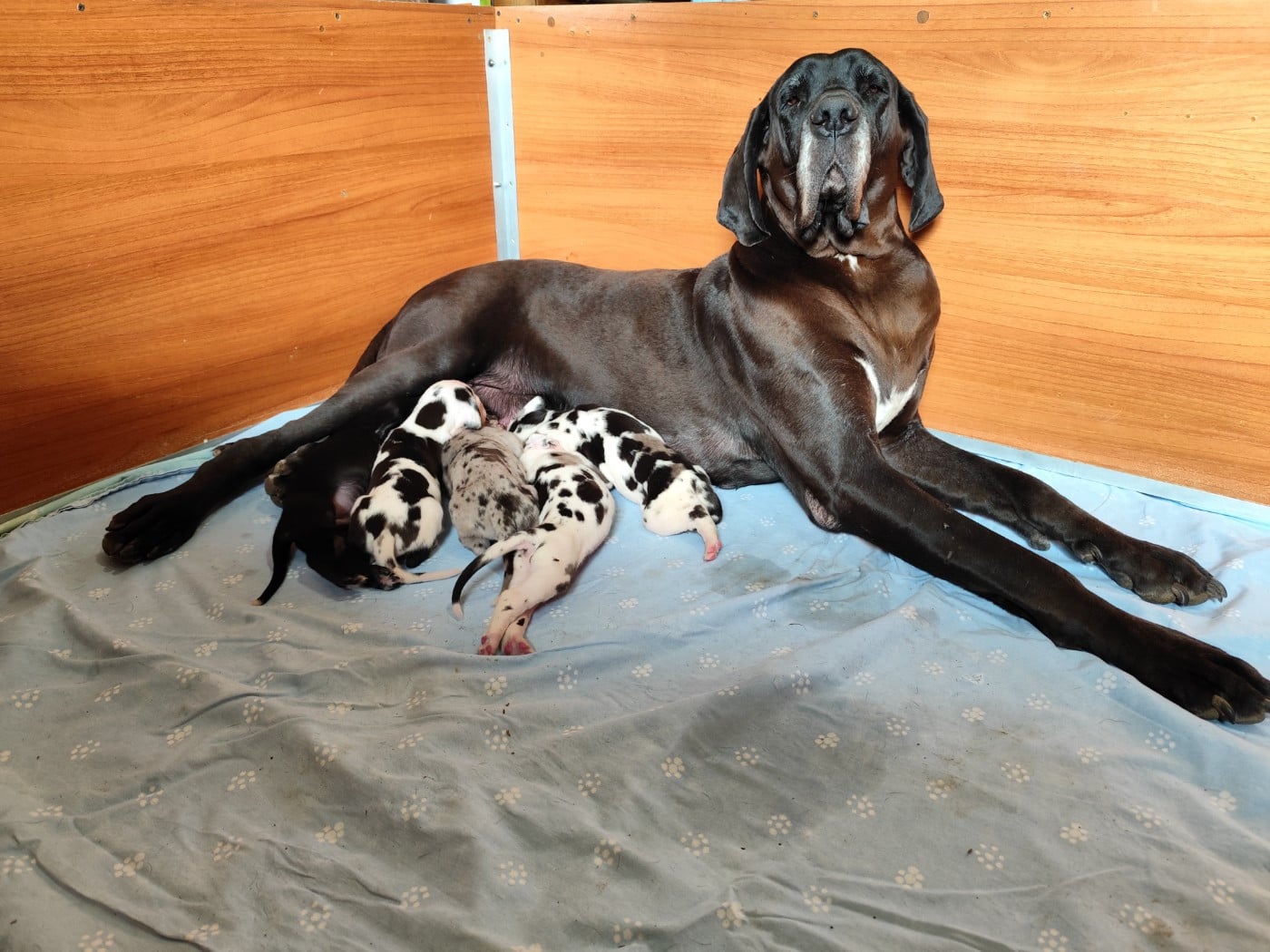 Dogue allemand - Dogs Of Djwil
