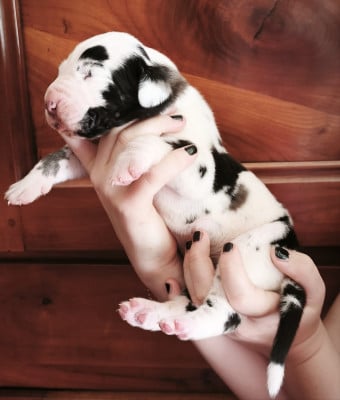 Dogue allemand