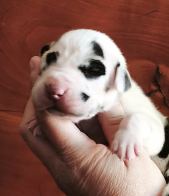 Les chiots de Dogue allemand